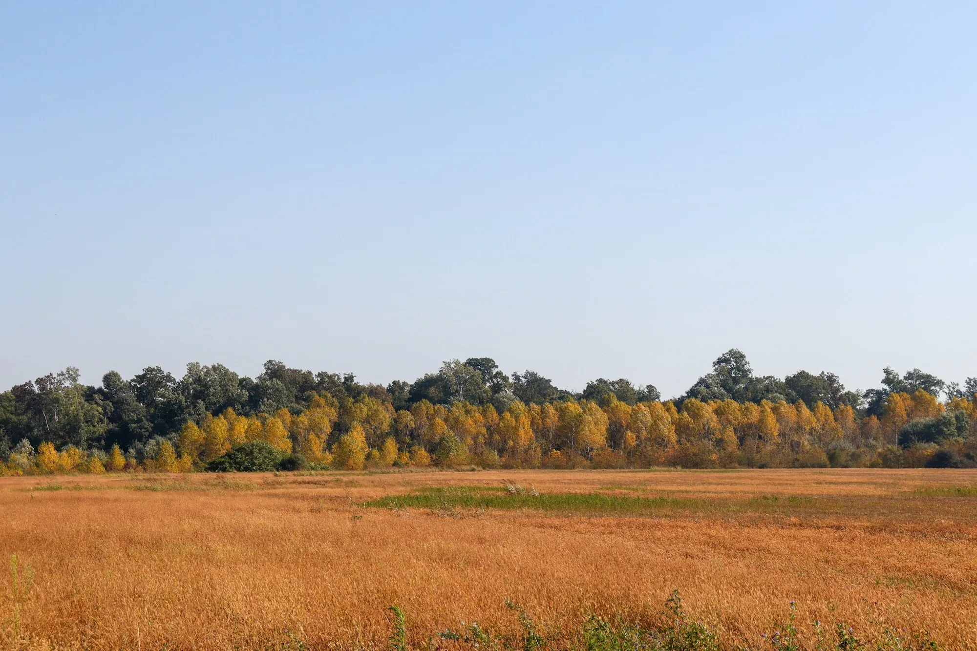 Open grassy field bordered by trees