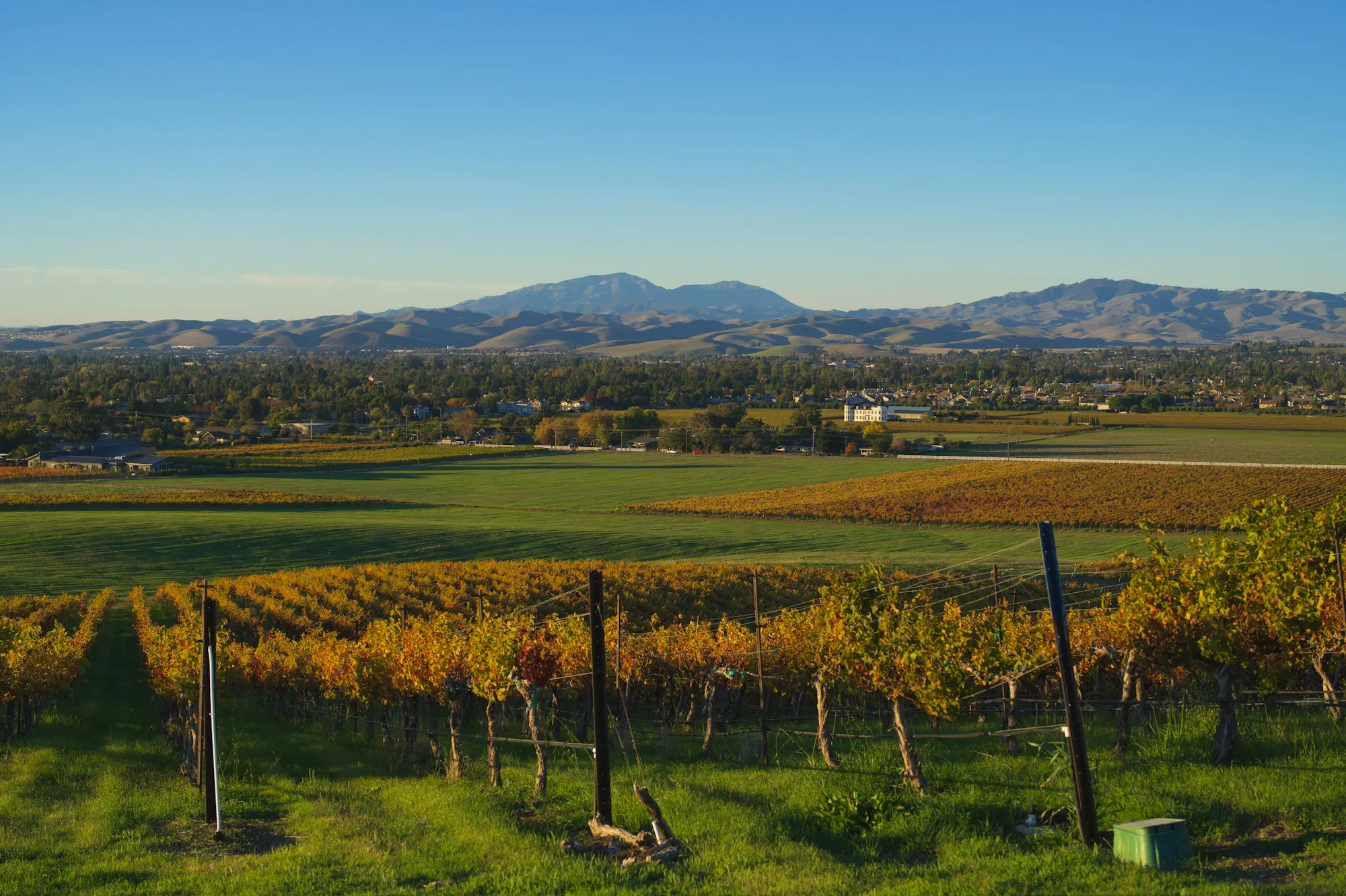 Vineyard rows in a broad valley with distant mountains
